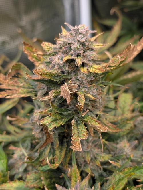 Tasty Blues. Week 9