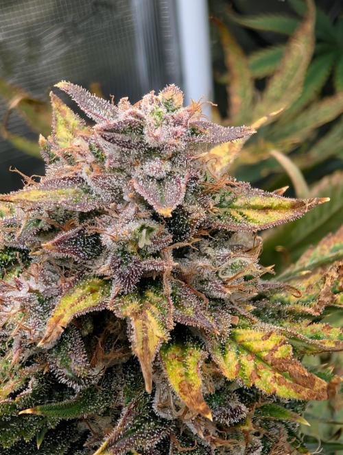 Tasty Blues. Week 9
