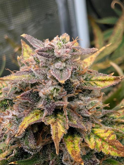 Tasty Blues. Week 9