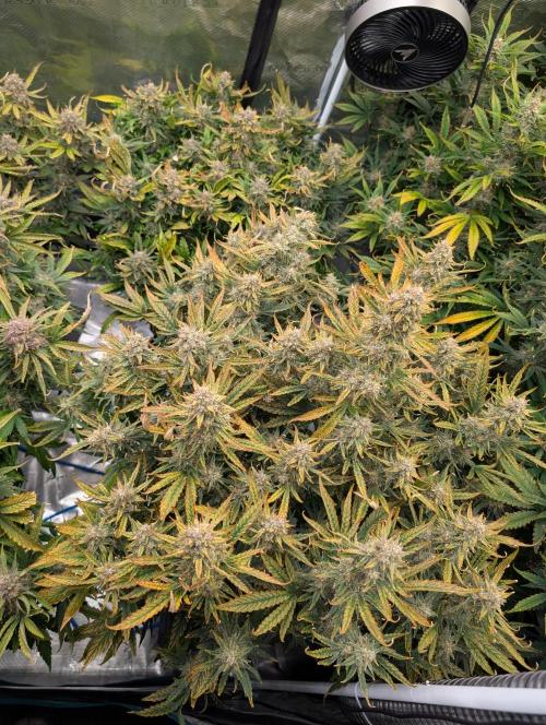 Tasty Blues. Week 9
