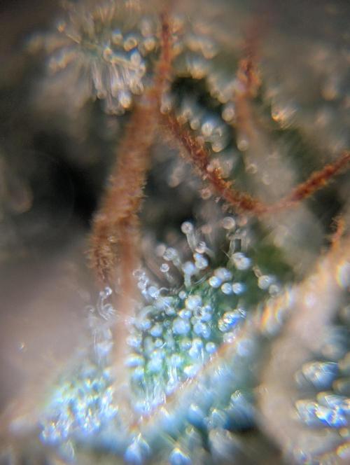 Tasty Blues. Week 9