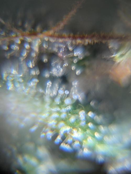 Tasty Blues. Week 9