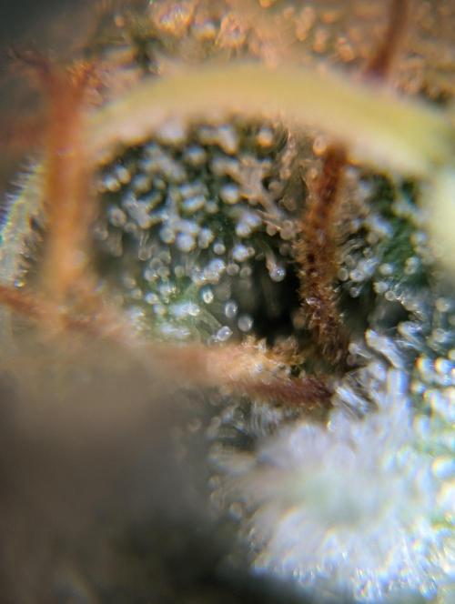 Blueberry Yum Yum. Week 9