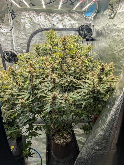 Luke's Going Down. Week 9