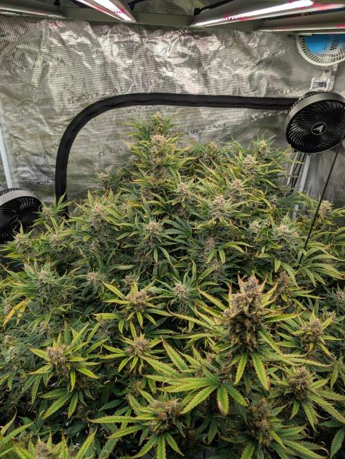 Luke's Going Down. Week 9