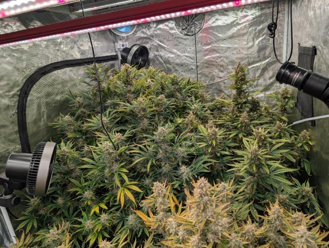 Luke's Going Down. Week 9