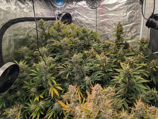 Luke's Going Down. Week 9