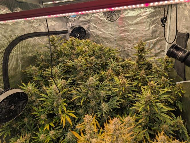 Luke's Going Down. Week 9
