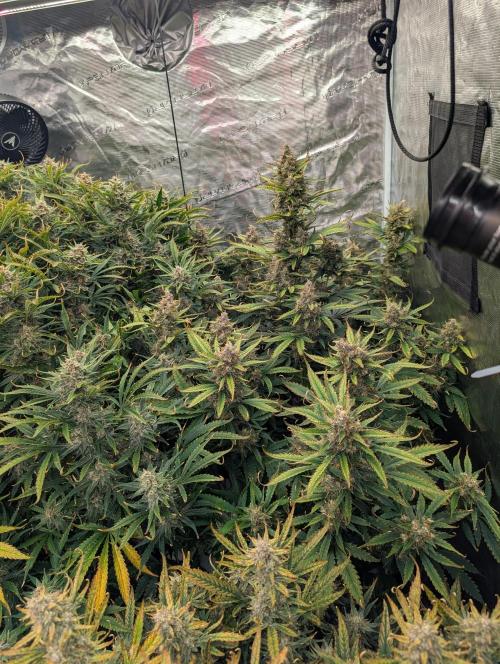 Luke's Going Down. Week 9