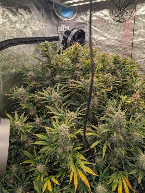 Luke's Going Down. Week 9