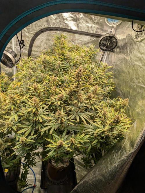Poisoned Skywalker. Week 9