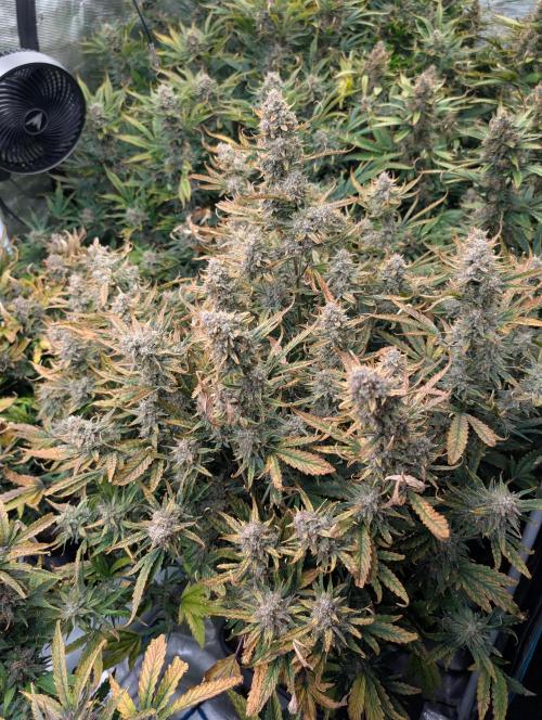 Tasty Blues. Week 10