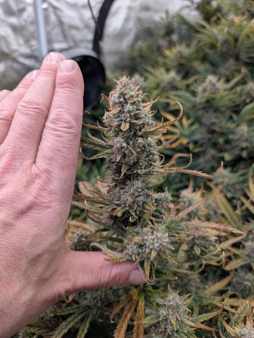 Tasty Blues. Week 10