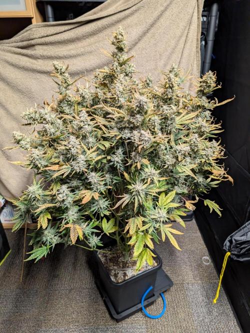 Tasty Blues. Week 10