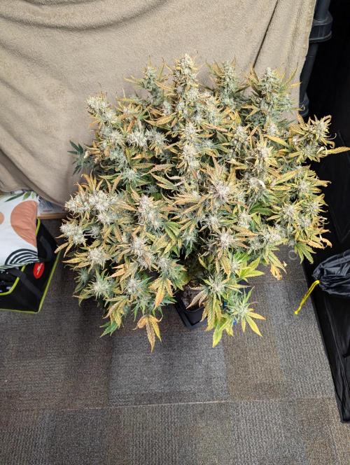 Tasty Blues. Week 10