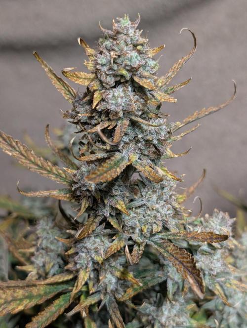Tasty Blues. Week 10