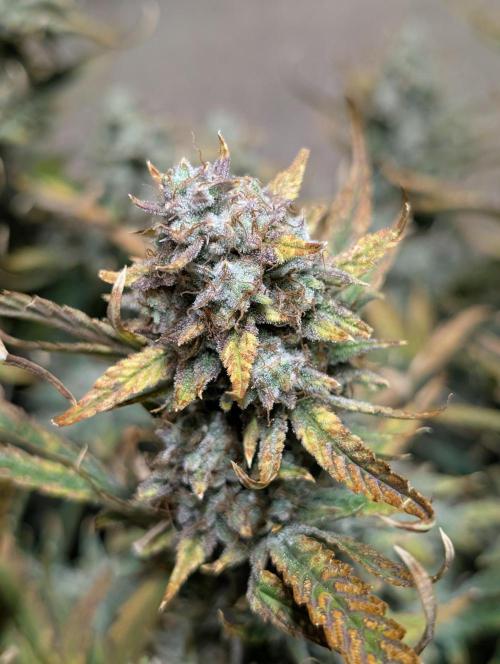 Tasty Blues. Week 10