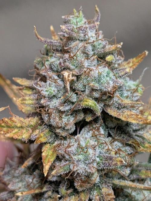Tasty Blues. Week 10