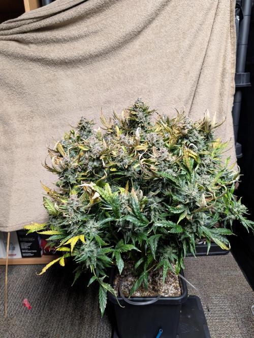 Tasty Blues. Week 10