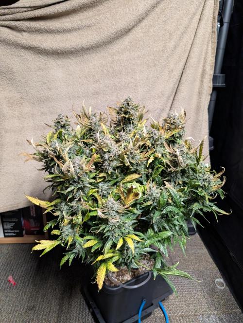 Tasty Blues. Week 10