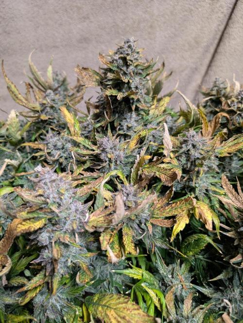 Tasty Blues. Week 10