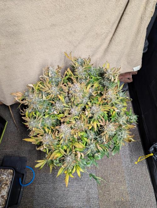 Tasty Blues. Week 10