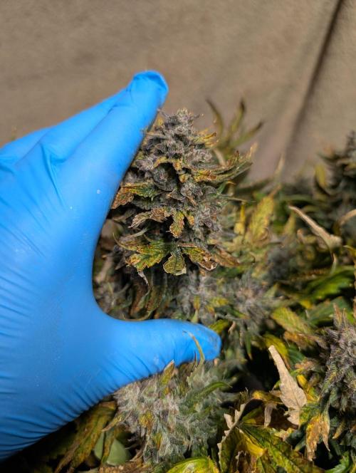 Tasty Blues. Week 10