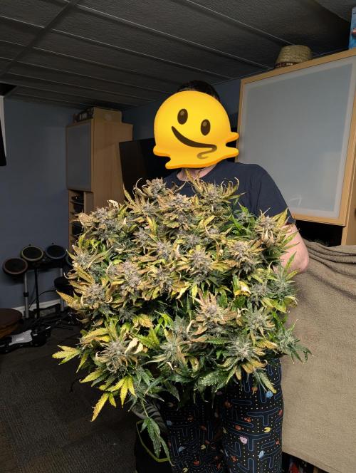 Blueberry Yum Yum. Week 10
