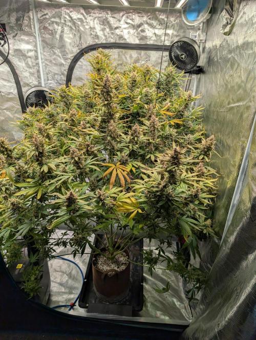 Luke's Going Down. Week 10