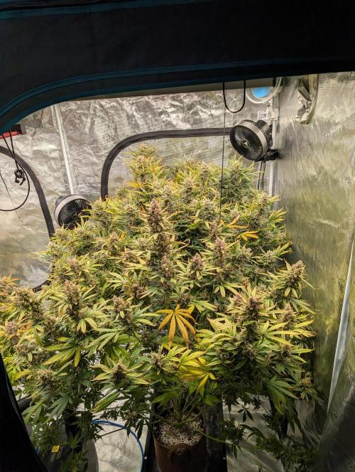 Luke's Going Down. Week 10