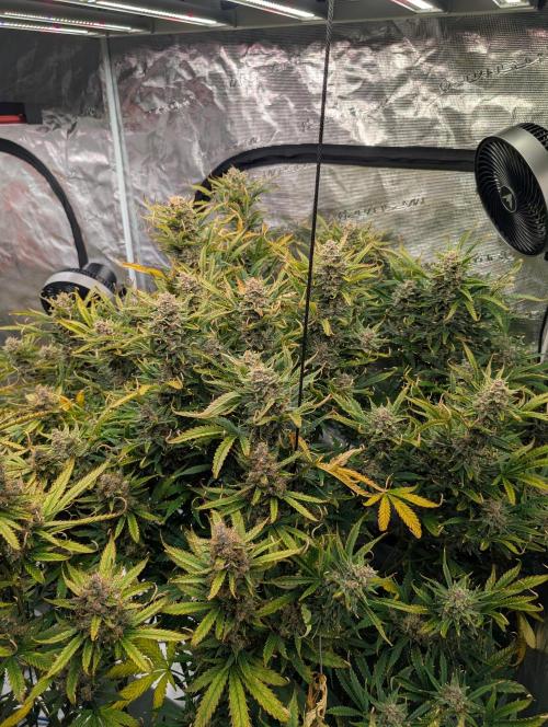 Luke's Going Down. Week 10