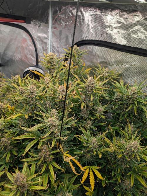 Luke's Going Down. Week 10