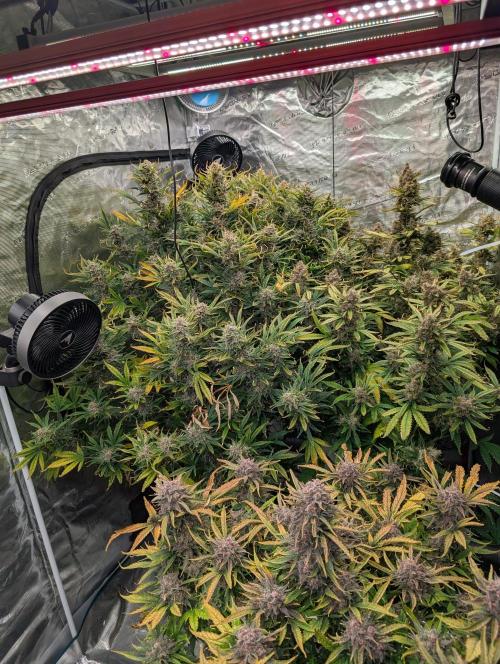 Luke's Going Down. Week 10