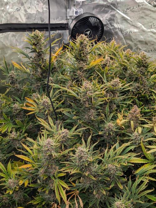 Poisoned Skywalker. Week 10
