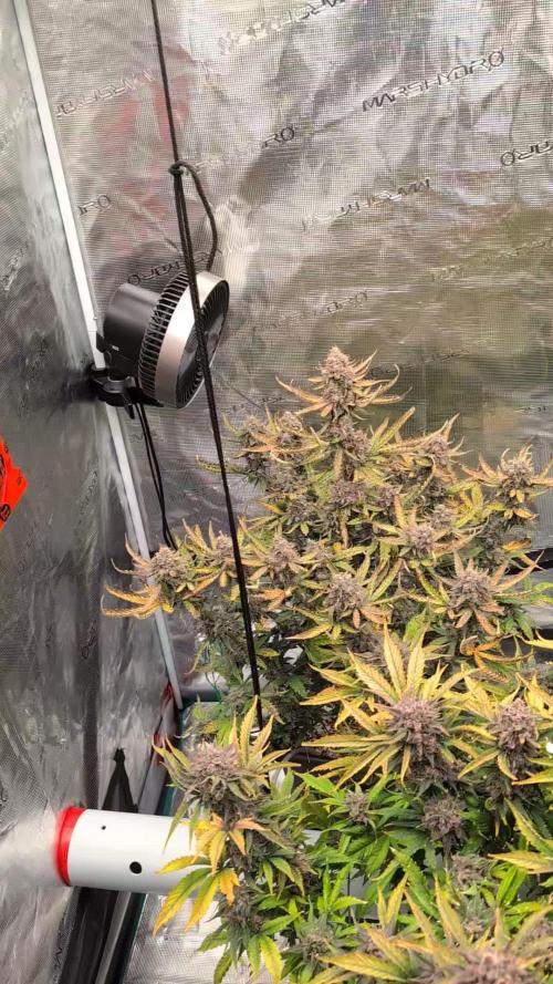 Kushberry Round 2