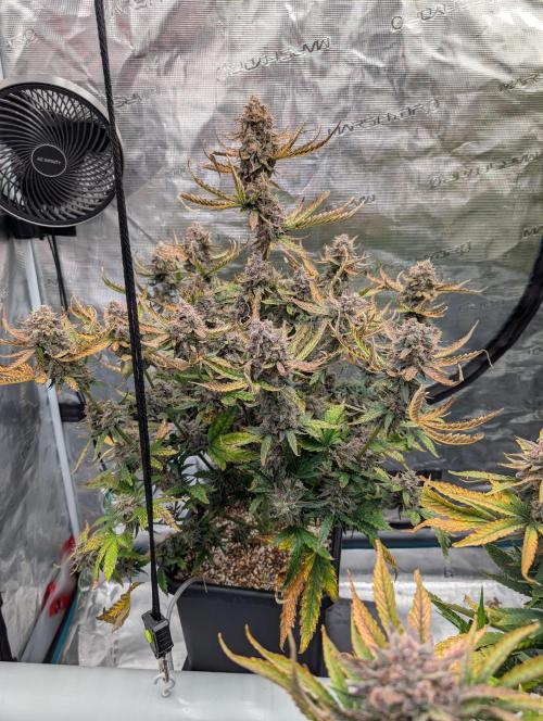 Kushberry Round 2. Week 10