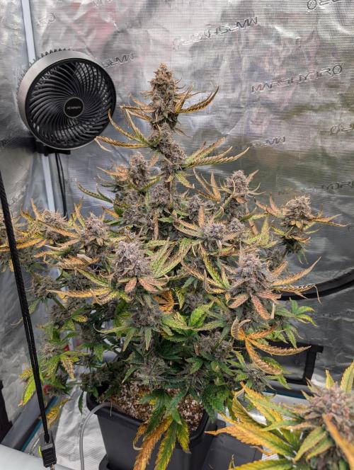 Kushberry Round 2. Week 10