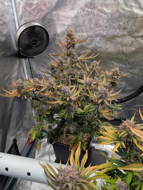 Kushberry Round 2. Week 10