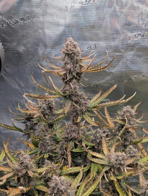 Kushberry Round 2. Week 10
