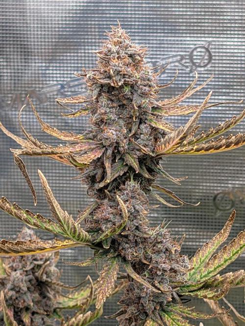 Kushberry Round 2. Week 10