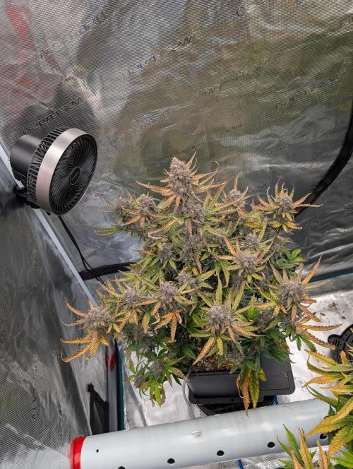 Kushberry Round 2. Week 10