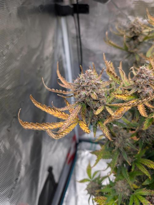 Kushberry Round 2. Week 10