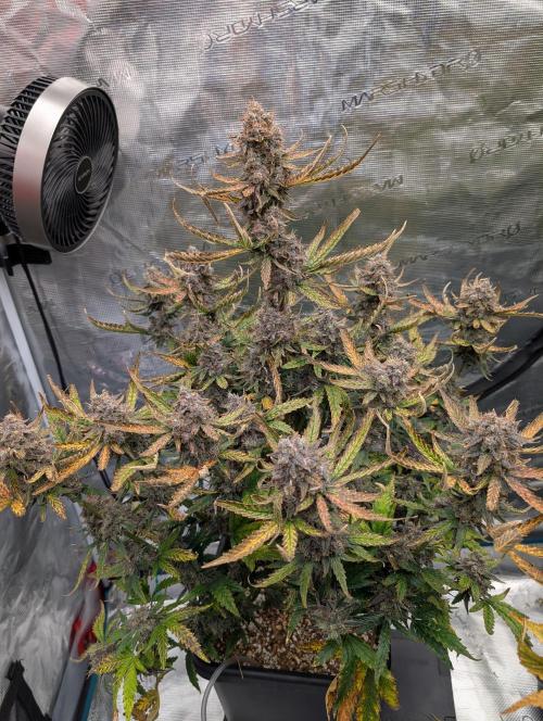 Kushberry . Week 10