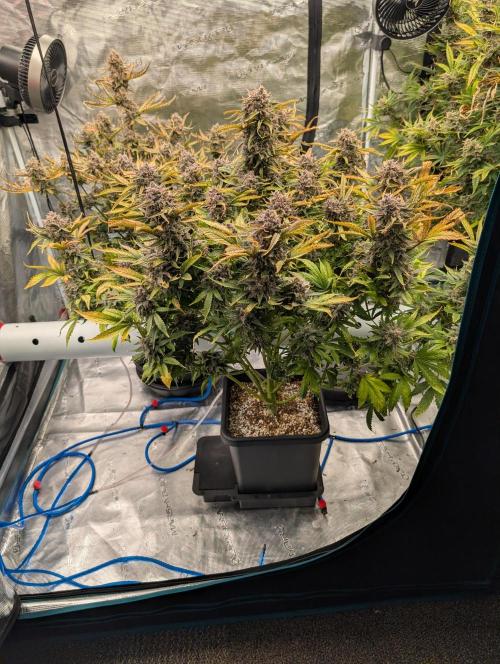 Sad Slimer. Week 10
