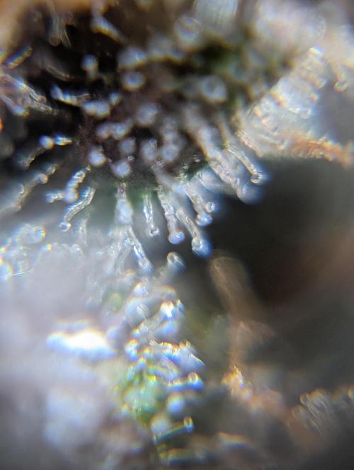 Blueberry Slime. Week 10