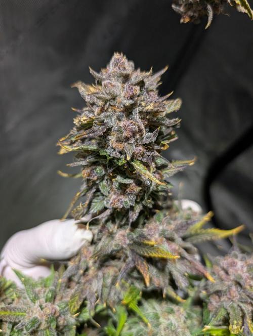 Blueberry Slime. Week 11