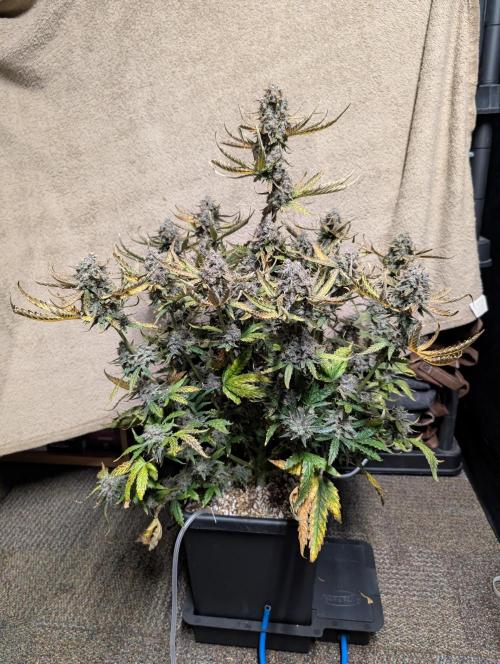Kushberry Round 2. Week 11