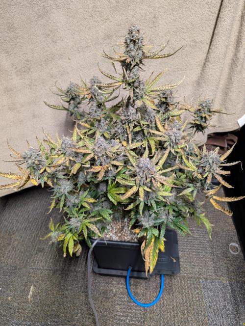 Kushberry Round 2. Week 11
