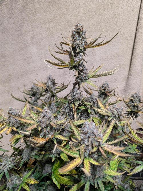 Kushberry Round 2. Week 11