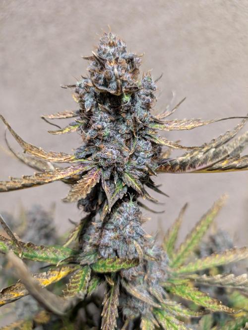 Kushberry Round 2. Week 11